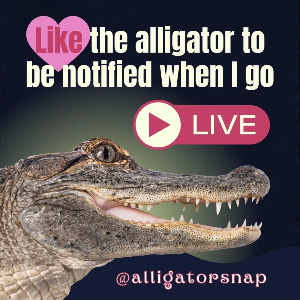 🐊Like This Alligator To Be Notified When I go Live